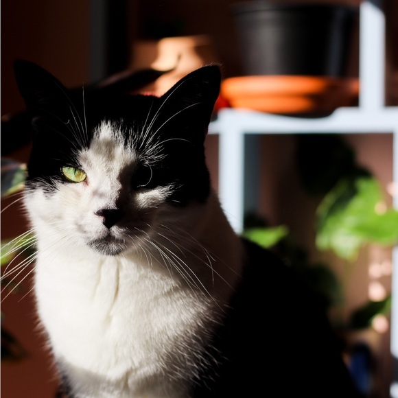 Meet your Posher, Jenn - Picture 3 of 4